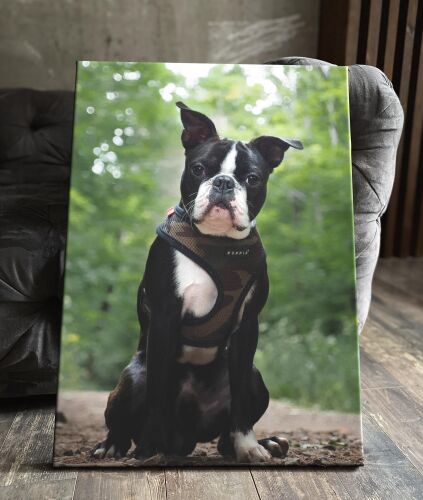 Картина Leonarto "бостон-терьер бостонский порода терьер бостон собак собаки собака", 60 см х 80 см