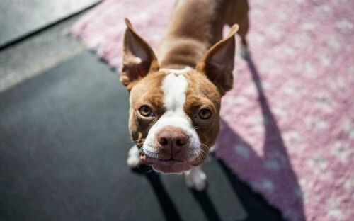 Картина Linxone "Бостон-терьер, собака, щенок, морда", 100 см х 60 см